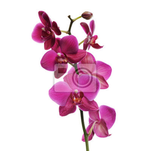 Фотообои с розовой орхидеей