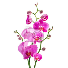Фотообои для стен - Веточка орхидеи
