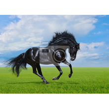 Фотообои с черным конем