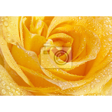 Фотообои с желтой розой в росе