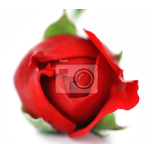 Фотообои - Красная роза на белом фоне