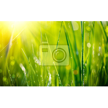 Фотообои - Свежая трава