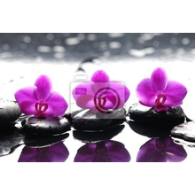 Фотообои - Розовые орхидеи на камнях