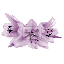 Фотообои с фиолетовыми лилиями