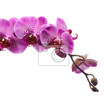 Фотообои с пурпурной орхидеей