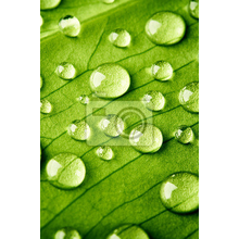Фотообои - Зеленый лист с каплями