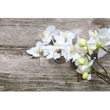 Фотообои с орхидеей на деревянном фоне