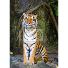 Фотообои - Тигр на скале