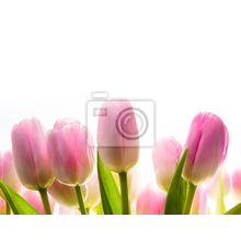 Фотообои - Тюльпаны на белом фоне