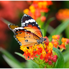 Фотообои - Оранжевая бабочка