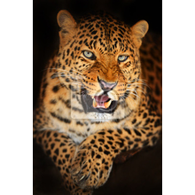 Фотообои с портретом леопарда