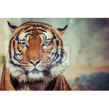 Фотообои для стен - Портрет тигра