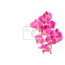Фотообои на стену - Орхидея на белом