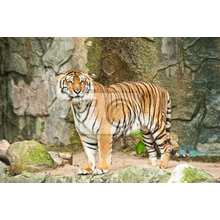 Фотообои с полосатым тигром