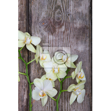 Фото обои - Орхидеи