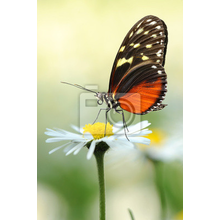 Фотообои - Бабочка на ромашке