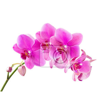Фотообои - Розовая ветвь орхидеи