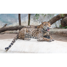 Фотообои - Уставший леопард