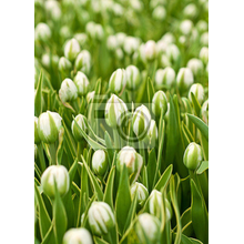 Фотообои - Зеленые тюльпаны