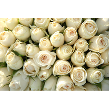 Фотообои - Бутоны белых роз