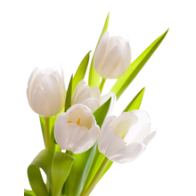 Белые тюльпаны на белом фоне — Обои на стену