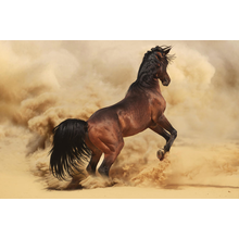 Фотообои - Арабский жеребец в пустыне