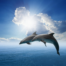 Фотообои на стену - Дельфины и облака