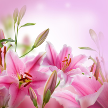 Фотообои - Розовые лилии