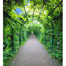 Фотообои с зеленой аркой в саду