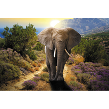 Фотообои со слоном на закате