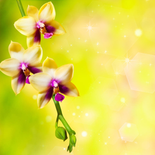Арт-обои с орхидеями на желто-зеленом фоне