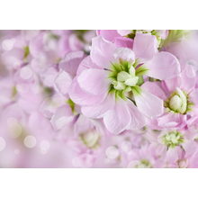 Фотообои - Весенние пастельные цветы
