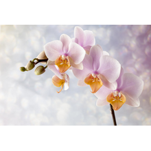 Фотообои с нежными орхидеями