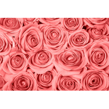 Фотообои с нежным фоном из розовых роз