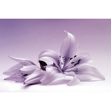 Фотообои с фиолетовой лилией