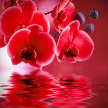 Фотообои с красными орхидеями над водой