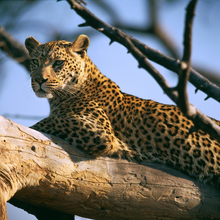 Фотообои - Леопард на дереве