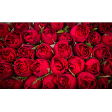 Фотообои  с темными розами
