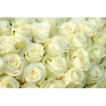 Фотообои с бутонами белых роз
