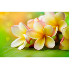 Фотообои на стену с гавайским цветком