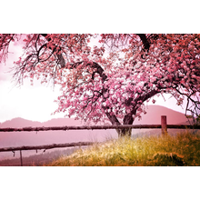 Фотообои - Розовое дерево