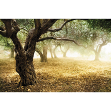 Фотообои с старым оливковым деревом