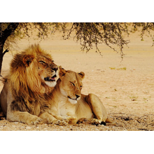 Фотообои - Львица и лев
