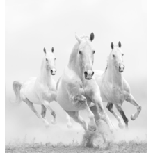 Фотообои - Белые лошади