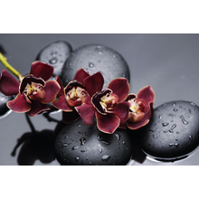 Ветка Красной орхидеи и дзэн камни