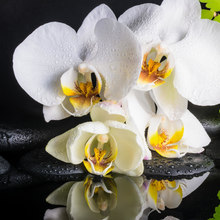 Белая орхидея крупным планом на темном фоне