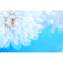 Белая хризантема на голубом фоне