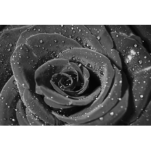 Черно-белая роза с каплями воды