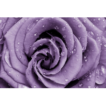 Фотообои с фиолетовой розой и каплями