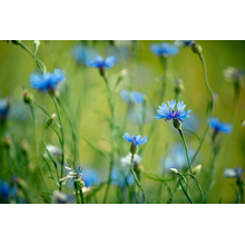 Ярко-синие полевые цветы